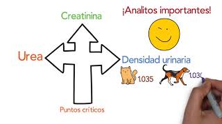 Evaluación renal [upl. by Tedric]