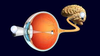 RETINA  Parte 1 [upl. by Oelc]