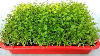 Grow coriander easily from seeds  Grow at home  Grow in 15 days [upl. by Halas329]