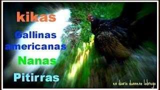 Kikas gallinas americanas Nanas Pitirras [upl. by Kelson38]