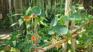 ナスタチウムの夏を乗り切る工夫Nasturtium～自然のハーバルライフ～HERBJapanese Herb Garden Gardening [upl. by Nurse]