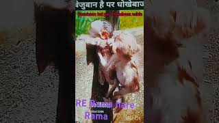 shortvideo bezubaan hai par dhokebaaz nahie 🫡🫡 [upl. by Cathy411]