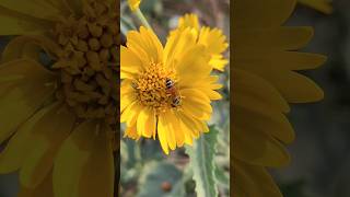 Honey Bee fun facts summertime bees bees beeshorts [upl. by Aliehc350]