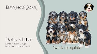 Dotty x Sailors Mini Bernedoodle Puppy litter — 5week old update [upl. by Cirederf210]