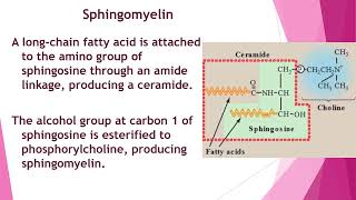 Metabolism of Lipids amp Fatty Acids  2nd Year MBBS  Lecture 09 [upl. by Nooj769]