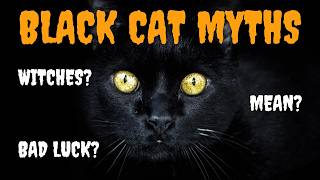 5 Black Cat Myths We Need to STOP Believing [upl. by Anyr11]