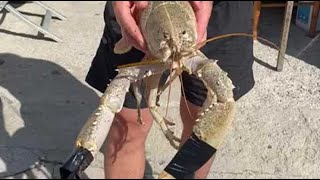 Propriano  un rarissime homard blanc capturé par un pêcheur dans ses filets [upl. by Eissehc]