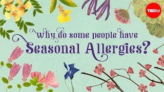 Why do people have seasonal allergies  Eleanor Nelsen [upl. by Ellimaj]