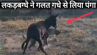 लकड़बग्घे ने गलत गधे से पंगा लिया तो क्या हुआ  What happens if a hyena messes with the wrong donkey [upl. by Jr]