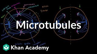 Microtubules  Cells  MCAT  Khan Academy [upl. by Sherborne]