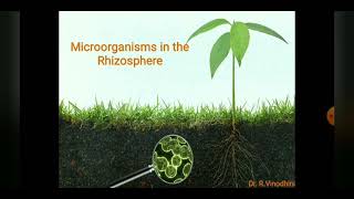 Microorganisms in the Rhizosphere Soil Microbiology [upl. by Ailahk]