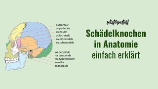 Anatomie der Schädelknochen einfach erklärt  Schädelknochen des Menschen auf Latein verstehen [upl. by Studdard]