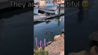 Otter Asks Human For Help Rescuing His Partner [upl. by Aneloc]