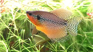 A Mysterious Breeding Behavior In The Pearl Gourami [upl. by Hansen]