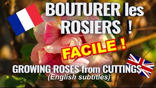 Bouturer un rosier  méthode facile pour débutants Rose cuttings [upl. by Nilauqcaj319]