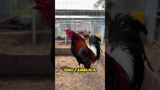 Gallos finos y la importante de las jaulas y entorno limpio 🐓🇺🇸🇲🇽 TIPS Y CONSEJOS [upl. by Adim961]