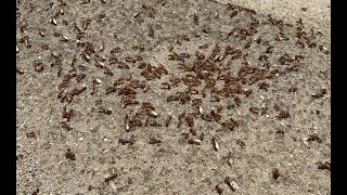 Pogonomyrmex barbatus Red Harvester Ant nuptial flight and collecting 81822 [upl. by Akenot]