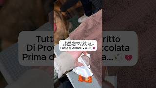 Il Mio Cane Prova il Cioccolato per lUltima Volta  Un Addio Speciale dog doglover [upl. by Ydne40]