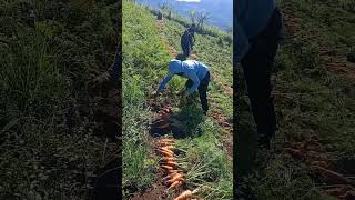 Harvesting carrots nature fruit garden garden gardening plants [upl. by Eivlys637]