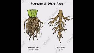 Monocot and Dicot Root [upl. by Web]