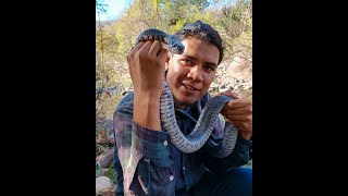 Babatuca o Indigo Snake Drymarchon melanurus [upl. by Aihsekram]