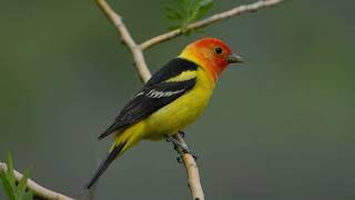 Western Tanager Bird Song Bird Songs Western North AmericaNature Sounds for Peace and Relaxation [upl. by Okajima]