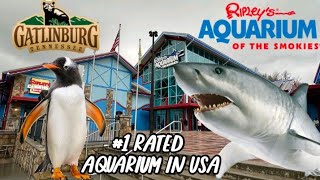 RIPLEYS AQUARIUM OF THE SMOKIES 1 IN USA Full Tour Gatlinburg TN [upl. by Rumpf]