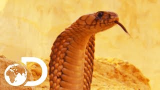 The Most Deadly Snake Of The Egyptian Desert  Wildest Middle East [upl. by Noroj]