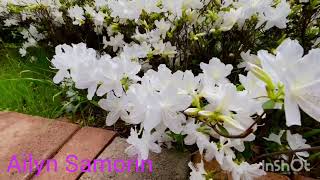 Amazing Spring Flowers 💐  Walking Tour  ailyn samorin [upl. by Abbott]