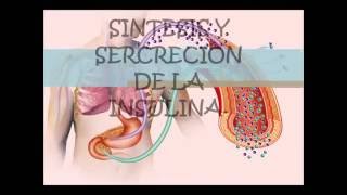 SINTESIS Y SECRECION DE LA INSULINA [upl. by Read]