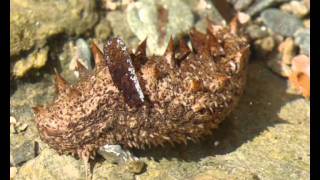 Holothuria sp Sea cucumber from Greece 3 [upl. by Aihtak]