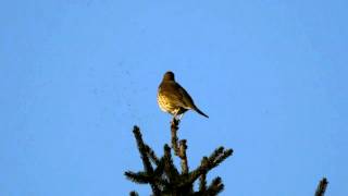 Song Thrush Turdus philomelos  Singdrossel 4 [upl. by Battat]