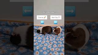 This or That PIGGY EDITION 🐹✨️ guineapig thisorthat funnypets thisorthatchallenge [upl. by Fita]