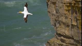 Gannet Bird in Flight [upl. by Trevar277]