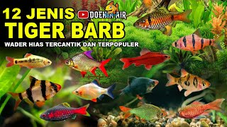 12 Jenis Ikan Tiger Barb  Ikan Sumatra yang Paling Populer [upl. by Urbas]