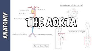 Clinical Anatomy  The Aorta sections and branches coarctation dissection and aneurysm [upl. by Issie581]