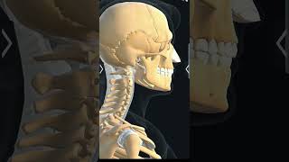 hyoid bone biology 3d anatomy [upl. by Heinrick170]