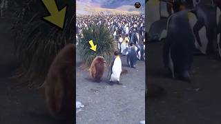 shocking facts about penguin  পেঙ্গুইন সম্পর্কে চমকপ্রদ তথ্য [upl. by Iredale]