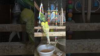 Budgie sounds amazing morning in our colonies 😍 [upl. by Kciregor]