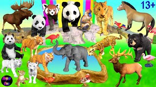 Big Cat Week  Zoo Animals  Tiger Elephant Monkey Panda Elk Bear 13 [upl. by Linkoski470]