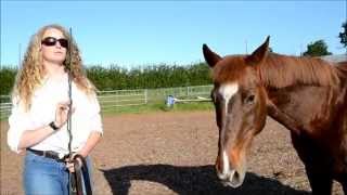 How to quotJoin upquot with your horse [upl. by Viv539]