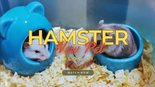 Hamster  New Pet vlogno1 [upl. by Nekciv]