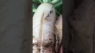 Harvesting daikonRadish at the backyard garden organic organicfarming short shorts viral [upl. by Cynthea]