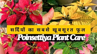 All About Poinsettia Plant  सर्दियों का सबसे खूबसूरत फूल poinsettia plants wintergardening [upl. by Enelime]