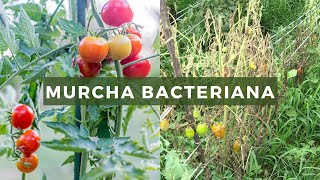 Como evitar a murchabacteriana no tomate [upl. by Doug]