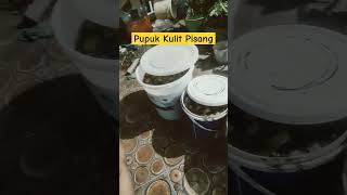 pupuk kulitpisang kulit pisang poc pupukorganik pupukorganikcair [upl. by Nniuqal457]