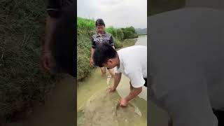 Thailand mein coconut ki kheti farming [upl. by Anhej]