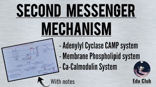 Second Messenger Mechanism Of Hormone Action  Cell Signalling  Endocrine Physiology [upl. by Enileme]