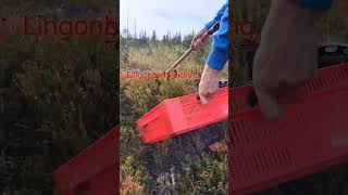 harvesting fruit lingonberry vaccinium berryfarm wildberries [upl. by Enirual]