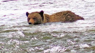 Grizzly Cubs Going for a Swim in Athabasca River [upl. by Crystie]